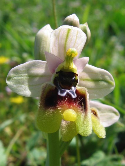 Or. papilionacea, Op. tenthredinifera, Op. sphegodes .......